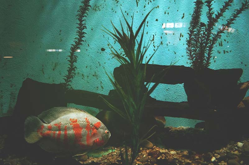 They have a Shark Reef Marine Reserve located off the coast of the island of Beqa.